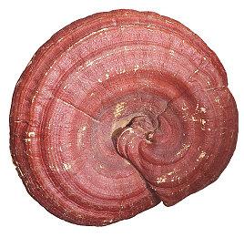 Steam最新一周销量榜 《幻兽帕鲁》成功登顶